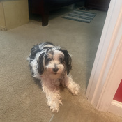 paris, a White Shih Tzu Dog