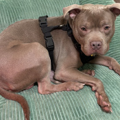 Milo, a Grey American Pit Bull Terrier Mix Dog