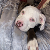 Tootsie, a White, Dark-brown Pitbull  Dog