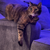 Snickers, a Brown, Orange Domestic Shorthair Cat