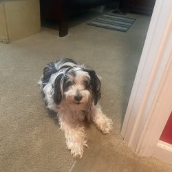 {petName}, a White Shih Tzu Dog