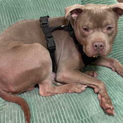 {petName}, a Grey American Pit Bull Terrier Mix Dog