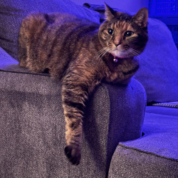 {petName}, a Brown, Orange Domestic Shorthair Cat