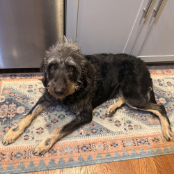 {petName}, a Black Giant Schnauzer Dog